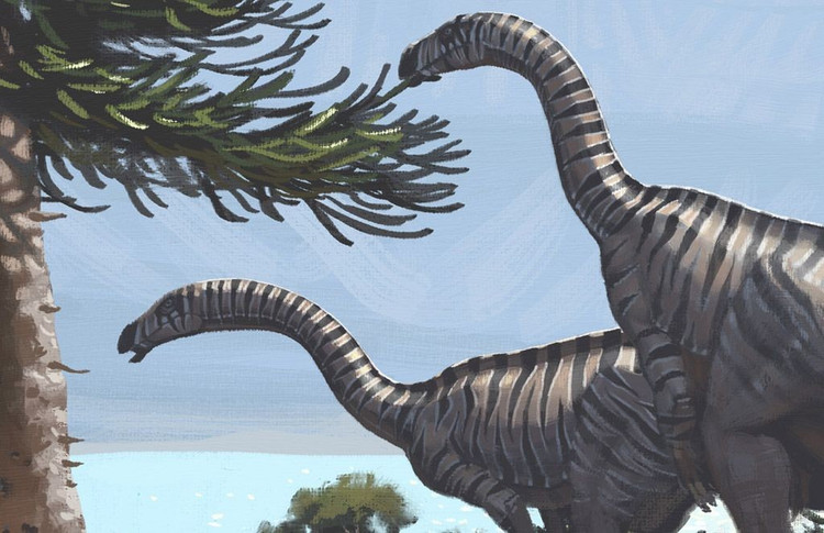 Răng thích hợp cho việc ăn thực vật cứng. Cấu trúc răng cưa giúp chúng nghiền nát lá và thân cây già. Ảnh: Pinterest.