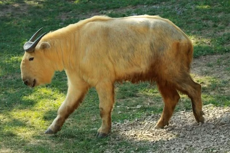 2. Chúng có thể nặng tới 350 kg. Một con linh ngưu trưởng thành có thể dài hơn 2 mét và nặng từ 250 đến 350 kg, với lớp lông dày như áo khoác giúp chịu lạnh tốt. Ảnh: Pinterest.