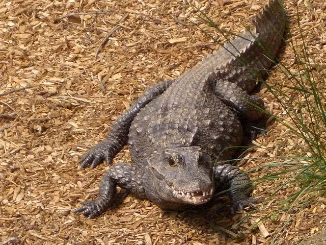 Lá chắn xương dày đặc. Lưng của cá sấu lùn có lớp vảy xương (osteoderm) dày hơn bình thường để chống lại kẻ săn mồi. Ảnh: Pinterest.