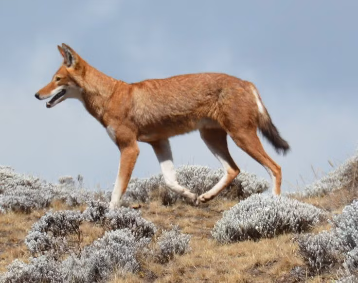 Vai trò quan trọng trong hệ sinh thái. Bằng việc kiểm soát số lượng động vật gặm nhấm, sói Ethiopia góp phần duy trì cân bằng sinh thái trên cao nguyên. Nếu chúng biến mất, quần thể gặm nhấm có thể bùng nổ và ảnh hưởng đến thảm thực vật địa phương. Ảnh: Pinterest.