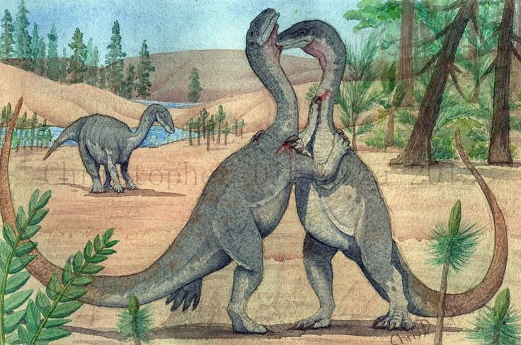 Có khả năng tăng trưởng phụ thuộc môi trường. Chúng không lớn theo tốc độ cố định mà thay đổi tùy vào điều kiện sống. Ảnh: Pinterest.