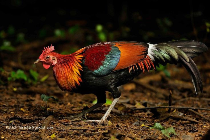 1. Là tổ tiên trực tiếp của loài gà nhà. Hầu hết các giống gà nuôi trên thế giới hiện nay đều có nguồn gốc từ gà rừng, được con người thuần hóa cách đây khoảng 8.000 năm tại khu vực Đông Nam Á. Ảnh: Pinterest.