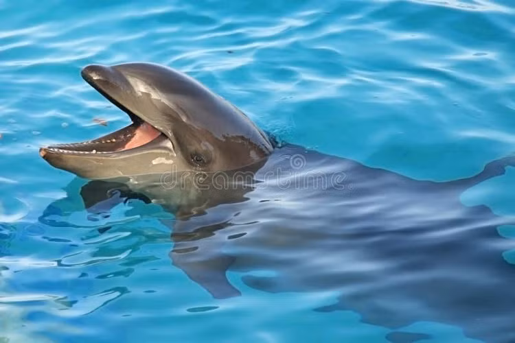 Thông minh và thân thiện. Wholphin có chỉ số thông minh cao, dễ huấn luyện và có khả năng bắt chước âm thanh nhanh chóng. Ảnh: dreamstime.com.