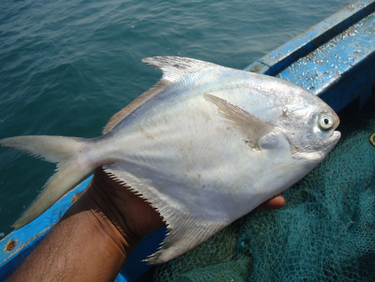 Thân dẹt như chiếc đĩa bạc. Cá chim trắng (Pampus argenteus) có cơ thể mỏng, dẹt và sáng bóng, giúp chúng di chuyển linh hoạt trong môi trường biển mở. Ảnh: indiabiodiversity.org.