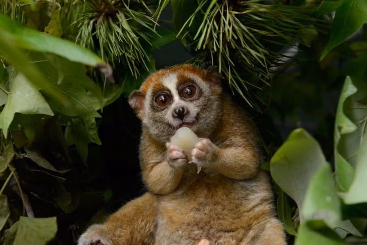 2. Đôi mắt to giúp chúng nhìn tốt trong bóng tối. Là loài sống về đêm, cu li nhỏ sở hữu đôi mắt lớn dị thường để tăng khả năng quan sát trong điều kiện ánh sáng yếu. Ảnh: Pinterest.