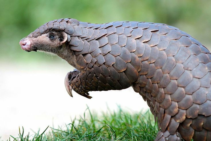 Pangolinler kritik düzeyde tehlike altında. Sekiz pangolin türünün tamamı kaçak avlanma ve yasadışı ticaret nedeniyle kritik düzeyde tehlike altında. Fotoğraf: Pinterest. Tê tê đang bị đe dọa nghiêm trọng. Tất cả 8 loài tê tê đều bị đe dọa nghiêm trọng bởi nạn săn trộm và buôn bán trái phép. Ảnh: Pinterest.