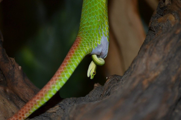 5. Con cái thường lớn hơn con đực và đẻ ra con non. Khác với nhiều loài rắn đẻ trứng, rắn lục đuôi đỏ đẻ con – trứng nở ngay trong cơ thể mẹ và con được sinh ra trực tiếp. Ảnh: Pinterest.