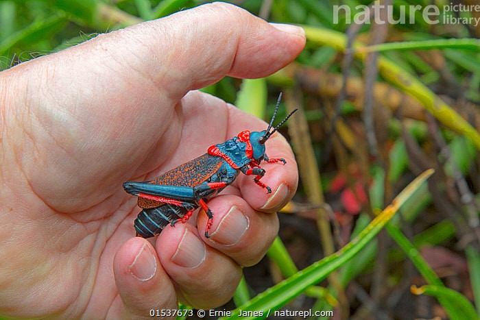 Ấu trùng cũng có độc. Ngay từ giai đoạn non, chúng đã mang lượng độc đáng kể, giúp tăng cơ hội sống sót cao hơn trong môi trường đầy kẻ săn mồi. Ảnh: nplimages.infradoxxs.com.