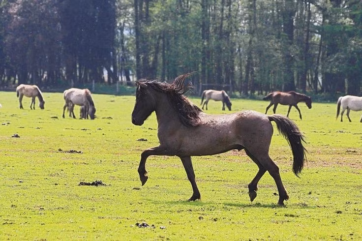 Sự lan tỏa từ thảo nguyên ra thế giới. Từ trung tâm thảo nguyên, ngựa thuần hóa nhanh chóng lan sang châu Âu, Tây Á và Nam Á, thông qua các làn sóng di cư và giao thương của các tộc người du mục. Ảnh: Pinterest.