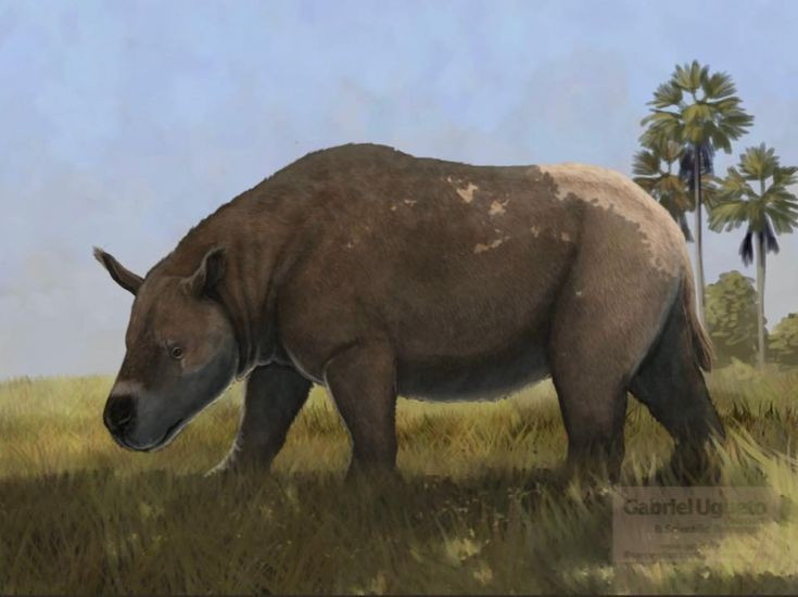 Tuyệt chủng do biến đổi khí hậu và săn bắn. Sự thay đổi khí hậu cuối kỷ băng hà cùng áp lực từ con người đã khiến Toxodon biến mất. Ảnh: Pinterest.