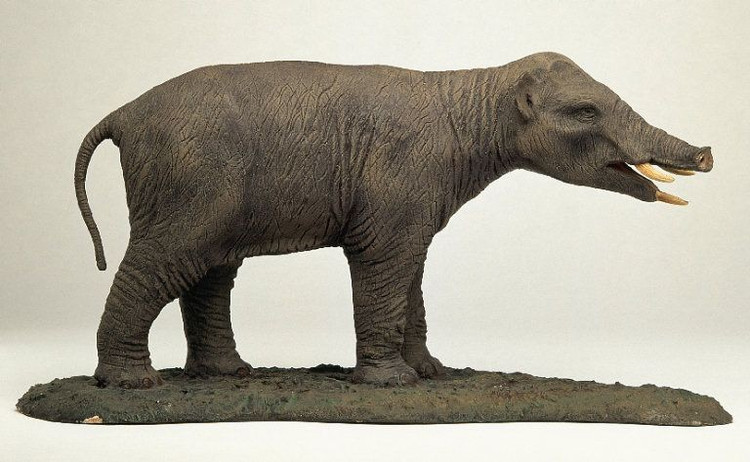 Tổ tiên xa xưa của voi hiện đại. Phiomia là một chi động vật thuộc bộ Có vòi (Proboscidea), được xem là một trong những dạng trung gian trong tiến hóa của voi ngày nay. Ảnh: Pinterest.