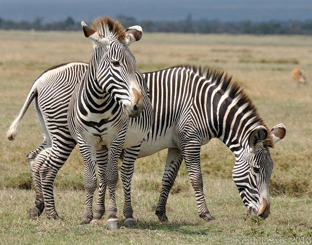 Chúng có tập tính xã hội linh hoạt. Không giống ngựa vằn đồng bằng sống theo đàn cố định, ngựa vằn Grévy có thể sống đơn lẻ hoặc trong nhóm tạm thời, tùy thuộc vào điều kiện thức ăn và nước. Ảnh: Pinterest.