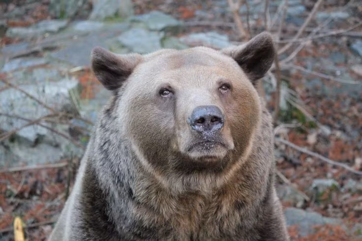 Không phổ biến trong tự nhiên. Dù được ghi nhận, số lượng gấu lai ngoài tự nhiên vẫn cực kỳ hiếm. Ảnh: Pinterest.