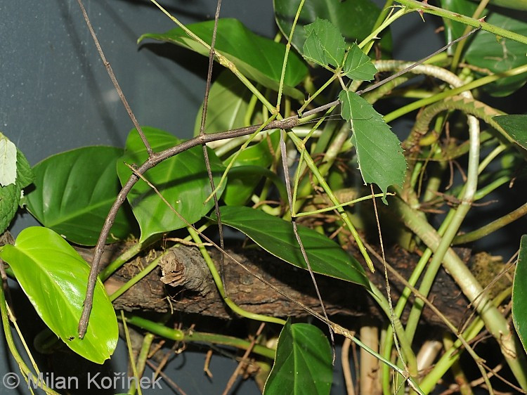 5. Con cái lớn hơn và có thể sinh sản không cần con đực. Bọ que khổng lồ cái to con đực hơn đáng kể và có thể sinh sản theo hình thức trinh sản (parthenogenesis) – tức là đẻ trứng không cần thụ tinh. Ảnh: biolib.cz.