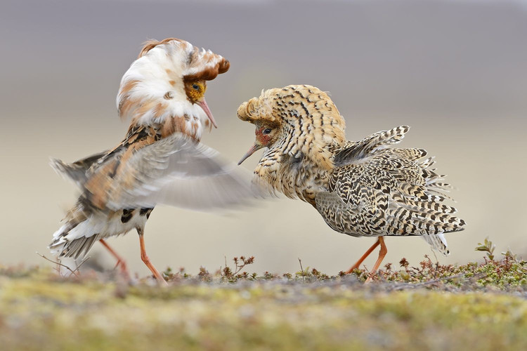 Tên khoa học gắn với hành vi “chiến đấu”. Chim dẽ lớn có tên loài “pugnax” nghĩa là “hiếu chiến” trong tiếng Latin, phản ánh tập tính con trống thường xuyên giao đấu để giành quyền tiếp cận con mái vào mùa sinh sản. Ảnh: Pinterest.