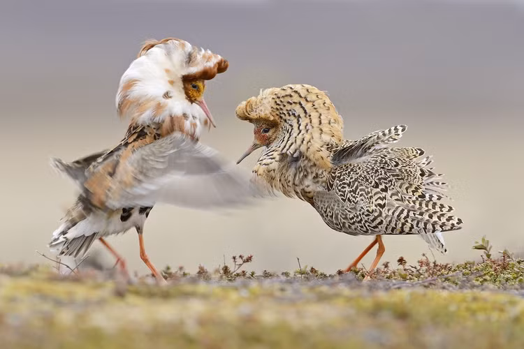 Tên khoa học gắn với hành vi “chiến đấu”. Chim dẽ lớn có tên loài “pugnax” nghĩa là “hiếu chiến” trong tiếng Latin, phản ánh tập tính con trống thường xuyên giao đấu để giành quyền tiếp cận con mái vào mùa sinh sản. Ảnh: Pinterest.