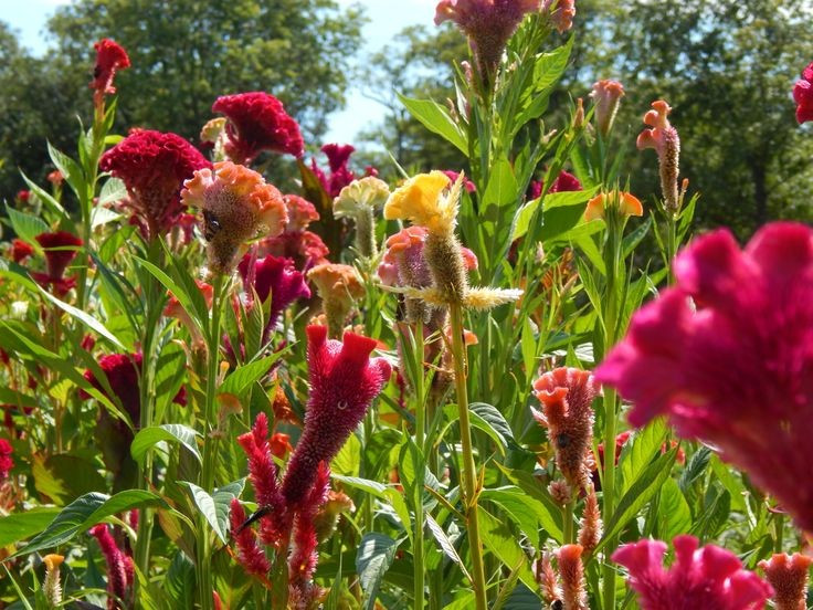 Được sử dụng làm thực phẩm ở nhiều quốc gia. Lá non và ngọn của mồng gà được dùng như rau xanh tại châu Phi và châu Á, có thể luộc, xào hoặc nấu canh với hương vị thanh nhẹ. Ảnh: Pinterest.