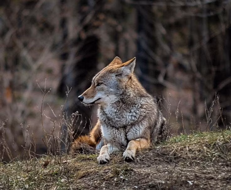 Chế độ ăn siêu linh hoạt. Không kén ăn, chúng có thể săn thỏ, chim, bò sát, côn trùng và cả ăn trái cây hoặc xác thối. Chính sự linh hoạt này giúp chúng tồn tại trong nhiều điều kiện khác nhau. Ảnh: Pinterest.