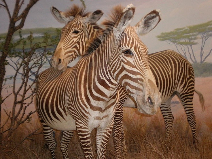 Tên gọi của chúng bắt nguồn từ một chính khách Pháp. Loài ngựa vằn này được đặt tên theo Jules Grévy – một vị Tổng thống Pháp thế kỷ 19, người được tặng một cá thể ngựa vằn từ Ethiopia như món quà ngoại giao. Ảnh: Pinterest.