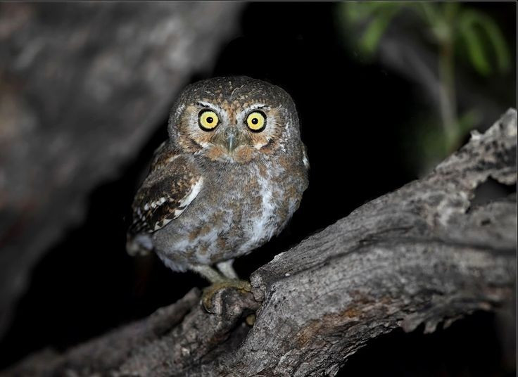 2. Dù nhỏ bé, cú lùn vẫn là thợ săn tài ba. Chúng sử dụng thính giác và thị lực sắc bén để bắt côn trùng và động vật nhỏ vào ban đêm, thể hiện kỹ năng săn mồi không thua kém các họ hàng to lớn. Ảnh: Pinterest.