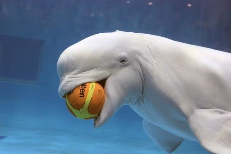 Là biểu tượng văn hóa của người Inuit. Người Inuit coi cá voi trắng là “linh hồn của đại dương”, biểu tượng cho sự sống và sự tái sinh. Ảnh: Pinterest.