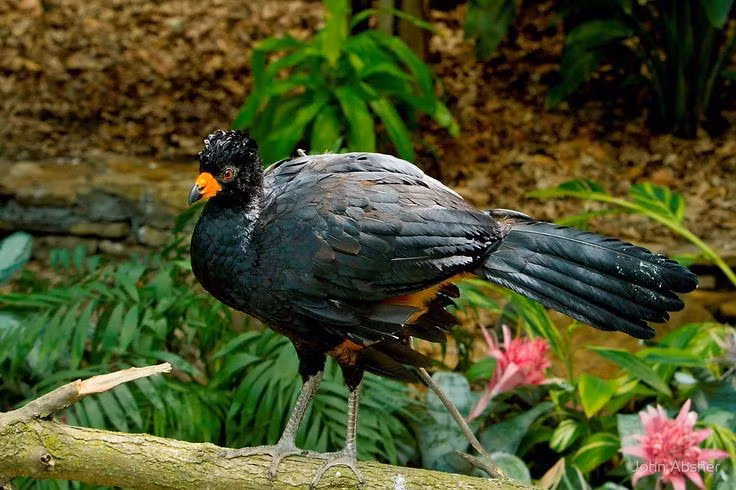 Có kích thước khá lớn. Một số loài trong họ Cracidae có thể dài gần một mét và nặng vài kilogram, lớn hơn nhiều so với gà nhà thông thường. Dù thân hình lớn, chúng vẫn di chuyển khéo léo giữa các cành cây trong rừng rậm. Ảnh: Pinterest.