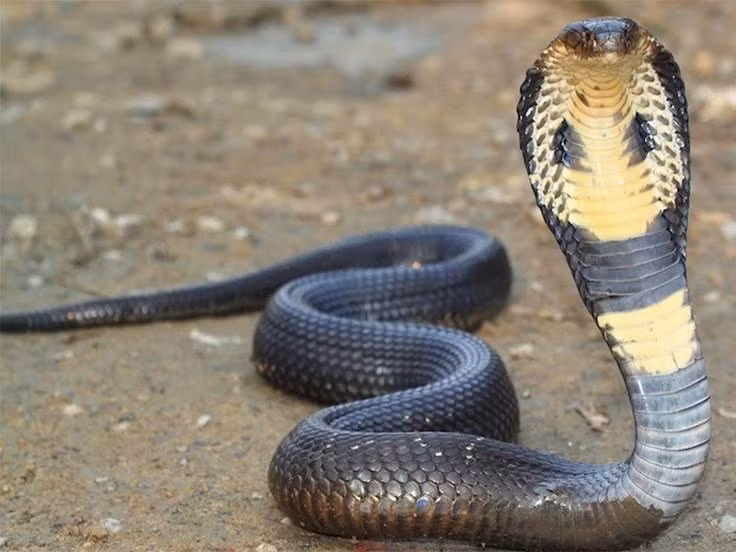 1. Là loài rắn độc to nhất thế giới. Rắn hổ chúa có thể dài tới 5,5 mét, vượt trội so với các loài rắn độc khác và thường khiến con người khiếp sợ bởi vóc dáng to lớn và tư thế ngóc đầu uy nghi. Ảnh: Pinterest.