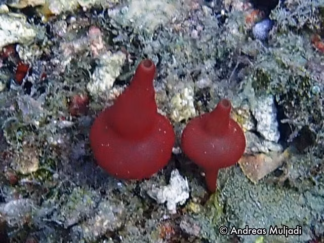 Khả năng tái sinh đáng kinh ngạc. Nếu bị tách thành nhiều mảnh nhỏ, các tế bào của hải miên có thể tái tổ chức và phát triển thành cá thể mới trong điều kiện thích hợp. Điều này khiến chúng trở thành đối tượng nghiên cứu thú vị trong sinh học phát triển. Ảnh: penyelaman.com.