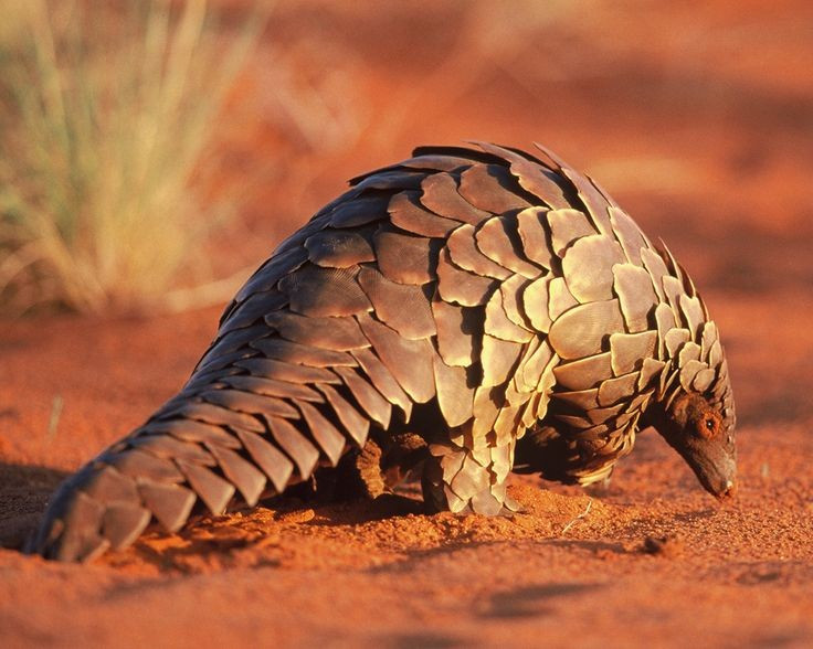 Pangolinler usta kazıcılardır. Güçlü pençelerini kullanarak termit yuvalarını yok eder veya toprağın derinliklerine oyuklar kazarlar. Fotoğraf: Pinterest. Tê tê là chuyên gia đào bới. Chúng dùng móng vuốt khỏe để phá tổ mối hoặc đào hang trú ẩn sâu trong đất. Ảnh: Pinterest.