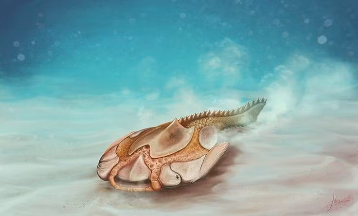 Biểu tượng của “thử nghiệm tiến hóa”. Hình dạng kỳ lạ của loài này cho thấy thiên nhiên đã từng “thử nghiệm” nhiều kiểu cơ thể khác nhau trước khi các dạng cá hiện đại xuất hiện. Ảnh: Pinterest.