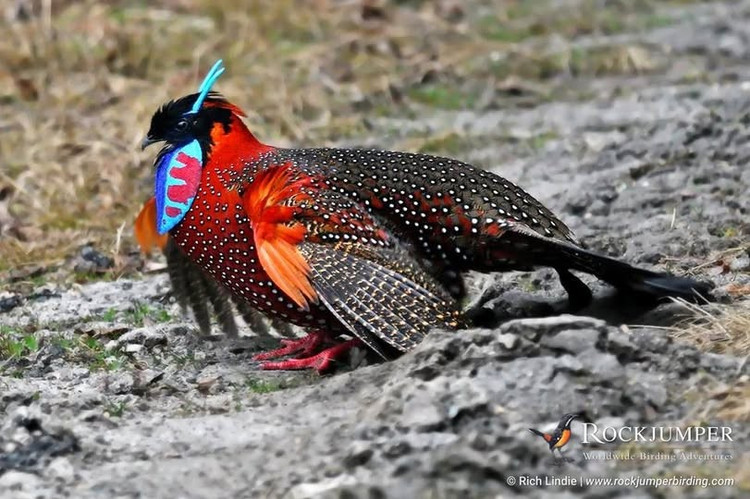 “Sừng xanh” chỉ xuất hiện khi tán tỉnh. Con trống có hai mấu thịt màu xanh lam trên đầu, bình thường ẩn đi nhưng sẽ dựng lên khi biểu diễn để thu hút con mái. Ảnh: Pinterest.