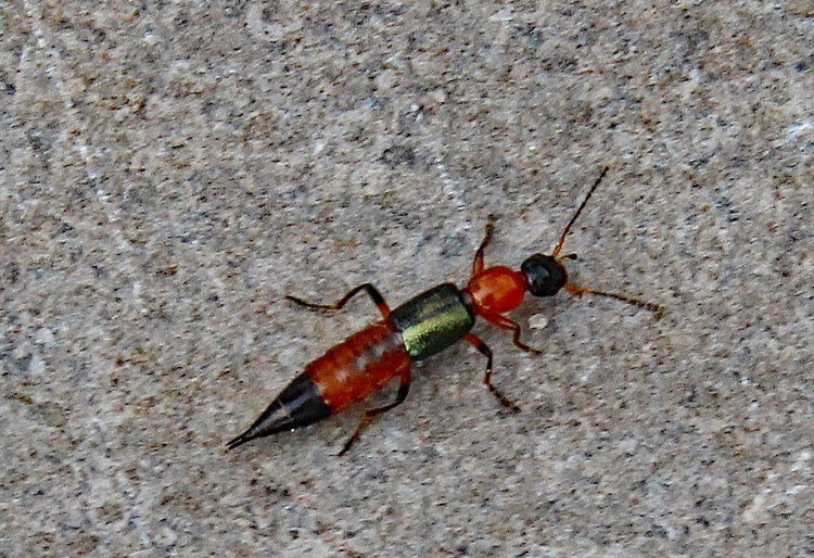 8. Các ca viêm da do kiến ba khoang dễ bị nhầm với bệnh zona. Vết thương do độc tố pederin gây ra có thể giống với bệnh zona thần kinh, nên việc chẩn đoán sai khiến nhiều người tự điều trị sai cách, dẫn đến biến chứng. Ảnh: Pinterest.