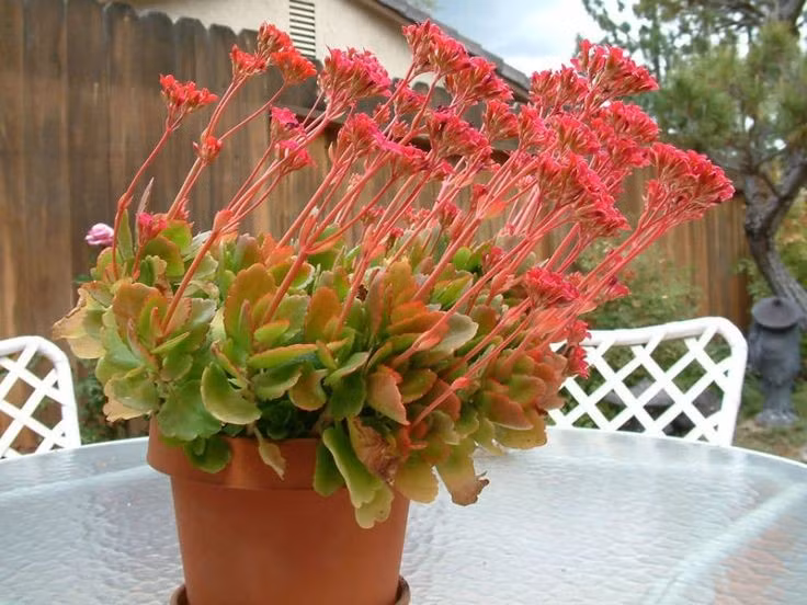 Có nhiều màu hoa khác nhau. Từ đỏ, hồng, cam đến vàng và trắng, sự đa dạng màu sắc giúp cây thuốc bỏng trở thành lựa chọn trang trí phổ biến. Ảnh: Pinterest.