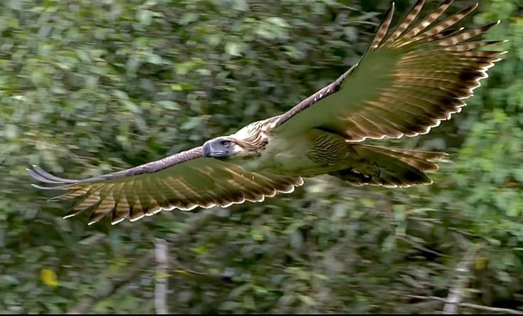 Biểu tượng quốc gia. Đại bàng Philippines được xem là loài chim quốc gia của Philippines, tượng trưng cho sức mạnh, lòng kiêu hãnh và sự độc lập của đất nước này. Ảnh: Pinterest.