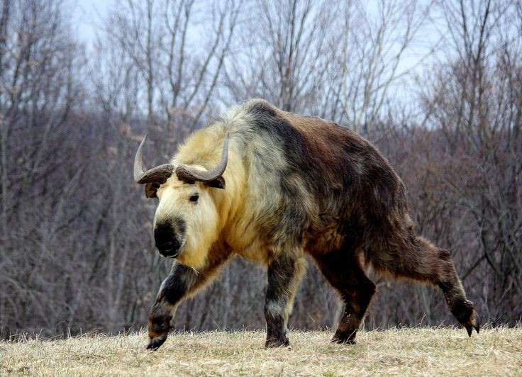 5. Chúng có tuyến mùi đặc biệt. Linh ngưu tiết ra mùi mạnh từ tuyến da đặc biệt, giúp đánh dấu lãnh thổ và có thể khiến những kẻ săn mồi dè chừng. Ảnh: Pinterest.