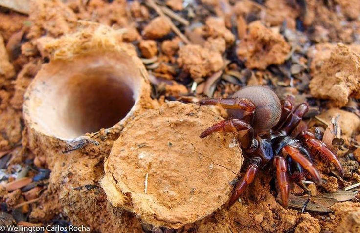 Nhện cửa sập tạo ra chiếc nắp cửa bằng tơ và đất. Nắp cửa trông như một miếng đất bình thường giúp chúng hoàn toàn ẩn mình khỏi kẻ thù. Ảnh: Pinterest.