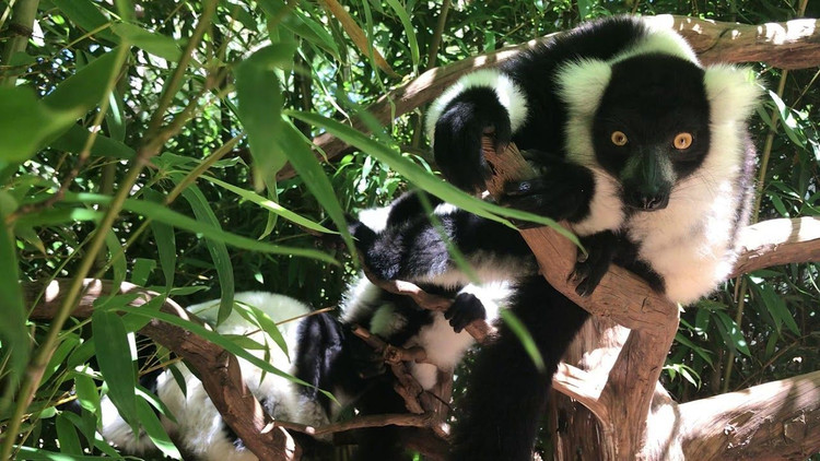 Đang đối mặt nguy cơ tuyệt chủng. Vượn cáo cổ khoang đen trắng hiện được xếp vào nhóm nguy cấp do mất môi trường sống và săn bắt trái phép tại Madagascar. Rừng mưa bị thu hẹp khiến quần thể của chúng suy giảm nhanh chóng, khiến việc bảo tồn loài vượn cáo đặc biệt này trở nên cấp thiết. Ảnh: Pinterest.