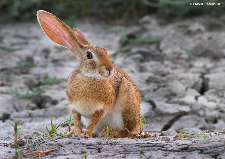 Chúng có thể quay đầu 180 độ. Khả năng xoay đầu linh hoạt giúp thỏ quan sát xung quanh mà không cần di chuyển cơ thể. Ảnh: Pinterest.