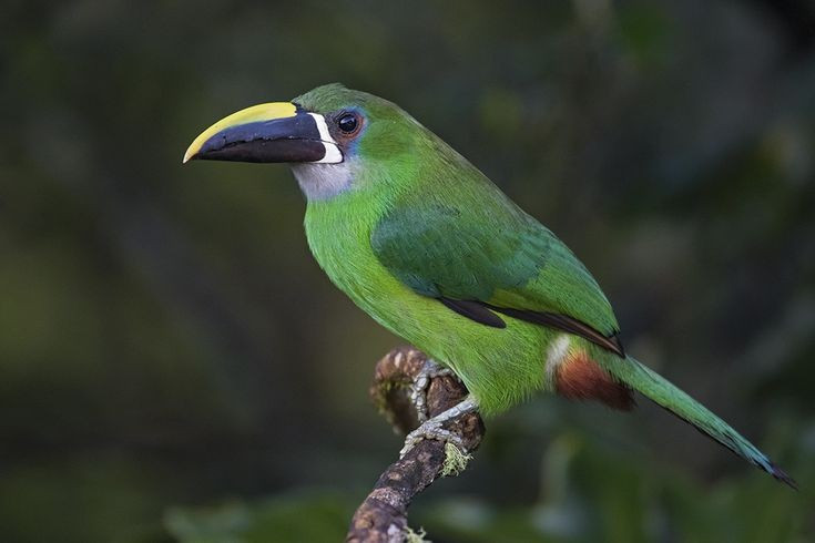 Biểu tượng sắc xanh của rừng mưa nhiệt đới. Chim tu căng ngọc lục bảo sở hữu bộ lông xanh lục óng ánh như ngọc, giúp chúng hòa lẫn hoàn hảo vào tán lá rậm rạp, vừa giúp ngụy trang vừa tạo nên vẻ đẹp nổi bật khi bay lượn giữa rừng. Ảnh: Pinterest.