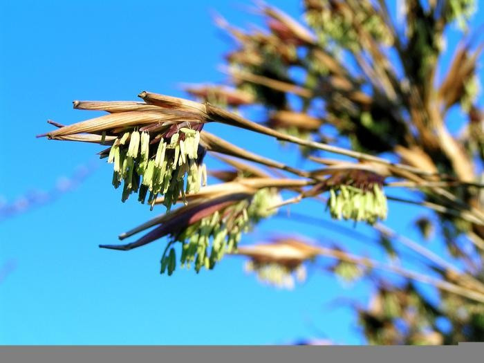 Bao nhiêu năm tre ra hoa một lần. Tùy loài, chu kỳ ra hoa của tre có thể từ 20, 30, 60 cho đến hơn 100 năm, và đặc biệt các cá thể cùng loài, dù ở xa nhau, vẫn có thể ra hoa đồng loạt. Ảnh: kew.org.