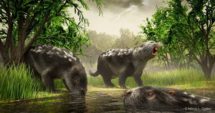 Sống gần sông hồ. Như chuột lang nước ngày nay, Josephoartigasia có thể ưa môi trường ẩm ướt và biết bơi. Ảnh: researchgate.net.