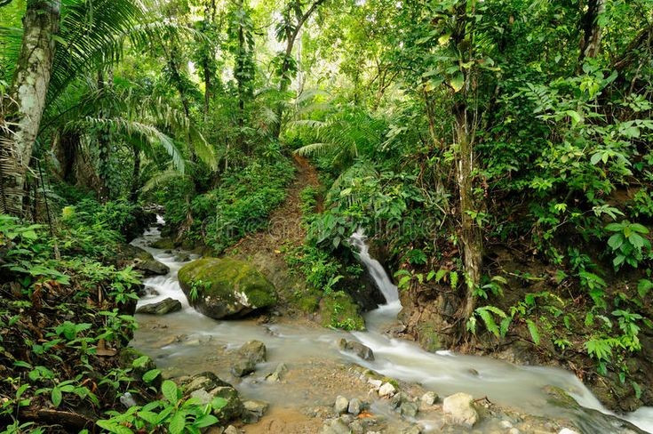 Đây là một trong những vùng hoang dã nhất châu Mỹ. Nhiều khu vực trong rừng vẫn chưa từng có dấu chân con người. Ảnh: Pinterest.