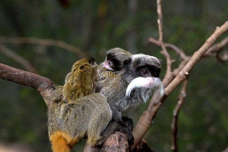 Sống theo bầy đàn với cấu trúc xã hội chặt chẽ. Khỉ vuốt hoàng đế thường sống theo nhóm từ 2 đến hơn 10 cá thể, có sự phân chia vai trò rõ ràng, giúp tăng khả năng sinh tồn trước kẻ săn mồi trong rừng rậm. Ảnh: Pinterest.