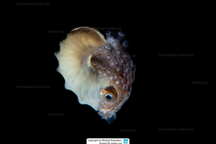 Chỉ con cái mới có vỏ. Chiếc vỏ mỏng như giấy do con cái tiết ra để bảo vệ trứng, con đực hoàn toàn không có vỏ. Ảnh: meerwasser-lexikon.de.