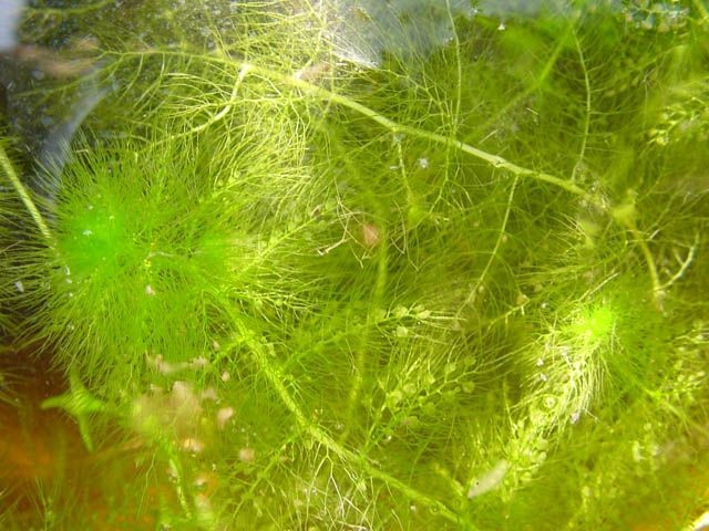 7. Thích nghi cao với môi trường nước nghèo dinh dưỡng. Cây phát triển mạnh ở những vùng nước cạn, nghèo khoáng, nơi các loài thực vật khác khó sinh tồn. Ảnh: Pinterest.