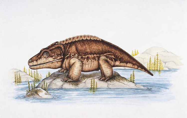 Có lớp da xù xì đặc biệt. Hóa thạch cho thấy Cacops có lớp da xù xì và xương da bảo vệ, giúp chống lại kẻ thù trong môi trường đầy nguy hiểm. Ảnh: fineartamerica.com.