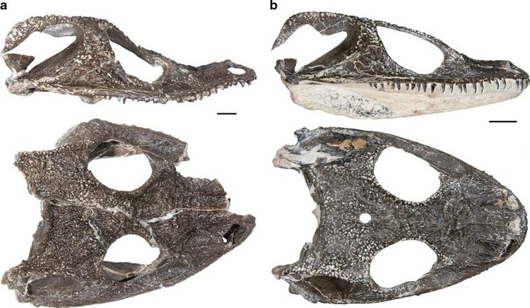 Hộp sọ ngắn và răng sắc bén. Chiếc sọ ngắn với hàm răng nhọn cho phép chúng bắt và giữ chặt các con mồi nhỏ như côn trùng, lưỡng cư khác hoặc động vật nhỏ. Ảnh: researchgate.net.
