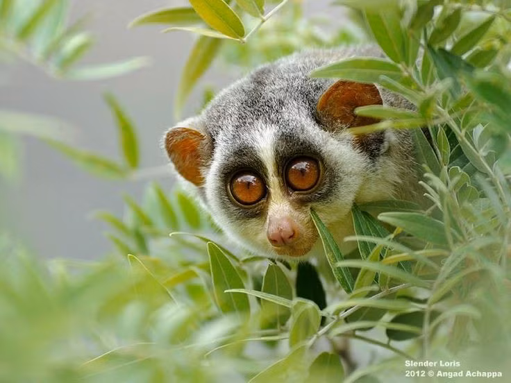 Tiếng kêu nhỏ nhưng có ý nghĩa xã hội. Dù khá lặng lẽ, cu li vẫn giao tiếp bằng những âm thanh nhỏ, mùi hương và cử chỉ cơ thể. Việc đánh dấu lãnh thổ bằng mùi giúp chúng tránh xung đột trong môi trường sống chật hẹp. Ảnh: Pinterest.