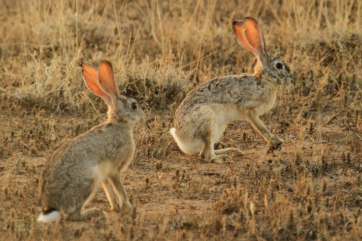 Đôi chân sau đặc biệt phát triển. Chân sau dài và khỏe giúp thỏ rừng Cape đạt tốc độ lên tới hơn 60 km/h, là lợi thế sống còn trên những vùng đồng bằng trống trải. Ảnh: Pinterest.