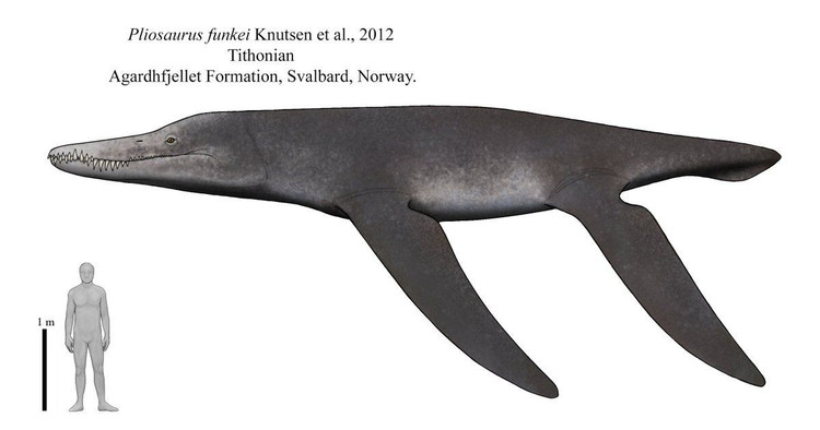 3. Chiều dài cơ thể có thể lên tới 13 mét. Một số mẫu hóa thạch cho thấy Pliosaurus có thể đạt chiều dài bằng một chiếc xe buýt và nặng tới hàng chục tấn. Ảnh: Pinterest.